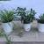 Spider plant, Flap Jack, Zebra Plant, and jade in white plastic flower 1 thumbnail