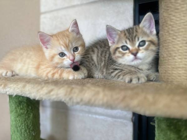 Scottish straight (fremont / union city / newark)64310526009602121