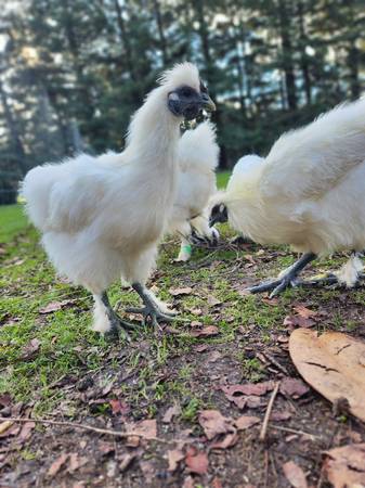 Young Organic-Fed Free-Range Cockerels/ Roosters/ Drakes/ Quails 1