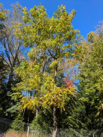 Black walnut trees 1