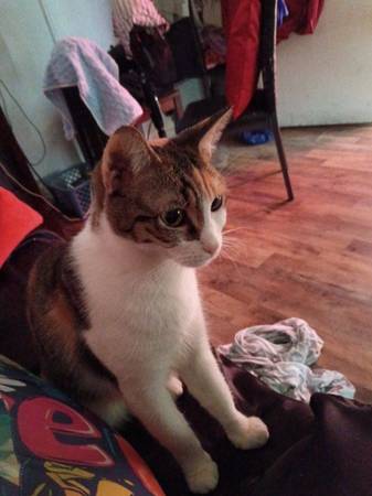 Female calico 1