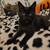 15 week old kittens 2 thumbnail
