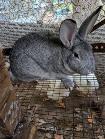 Rabbit New Zealand buck 1