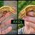 crested geckos 1 thumbnail