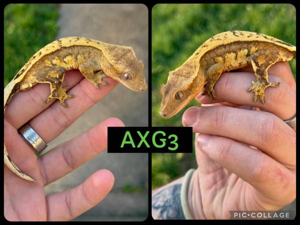 crested geckos 1