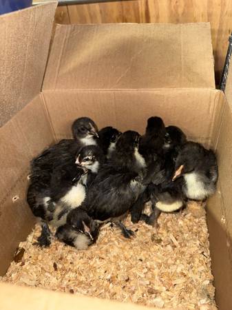 olive egger and black copper marans chicks 1