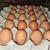 Hatching Eggs (Rainbow Egger, Speckled Egger, Kikiriki, Frizzle, Etc) 16 thumbnail