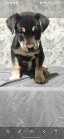 Chewy Needs a New Home! 1