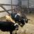 Weaned calves 2 thumbnail