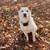 Adult Shiba 3 thumbnail