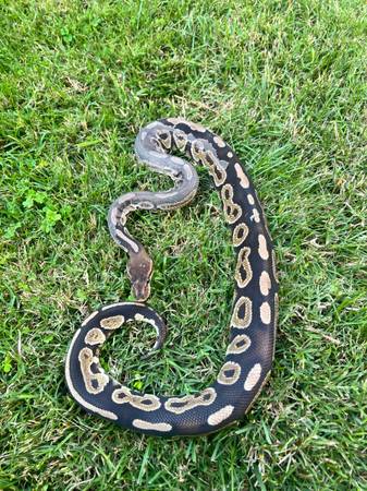 rehoming ball python with tank, lights, accessories (menlo park)63861571277313121