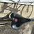 Hybrid Mountain bicycle Schwinn Ascension men 29” 9 thumbnail
