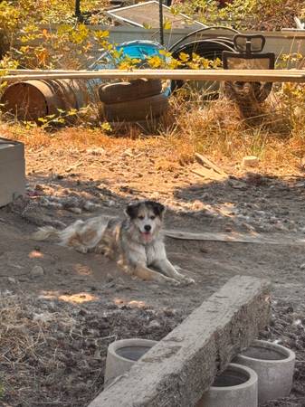 Husky de 2 años