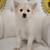 Male Toy Pomeranian Pup! 4 thumbnail
