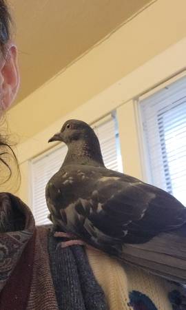 Expert Animal Caretaker 1