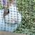 Rabbits 2 thumbnail