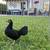Roosters and hen 4 thumbnail