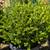 Boxwood 7 thumbnail