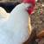 Leghorn Rooster 4 thumbnail