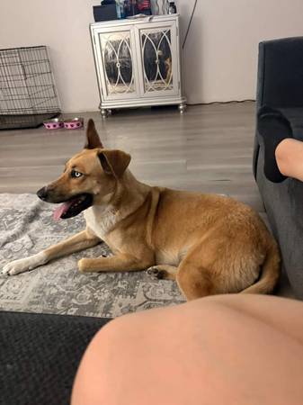 Husky shephard mix (East Los Angeles)