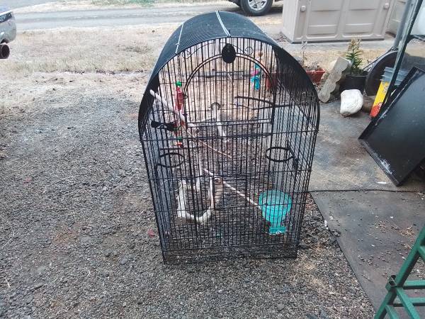 Bird cage 1