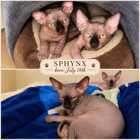 Sphynx 1