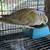 Ring neck doves 4 thumbnail