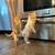Sweet kittens 3 thumbnail