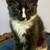 Maine Coon cat kittens for sale 6 thumbnail