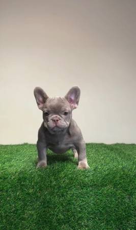 Jaula para perro/ Isbellafren64048128882689120