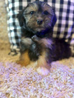 Morkie’Tzu Puppies63697527107203121