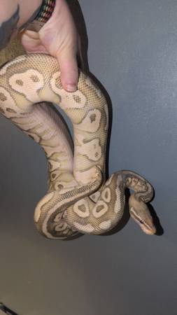 Female ball python (Dallas)63881506903553121