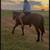 mare 1 thumbnail