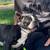 Boston Terrier’s 2 thumbnail