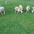 Sheep 1 thumbnail