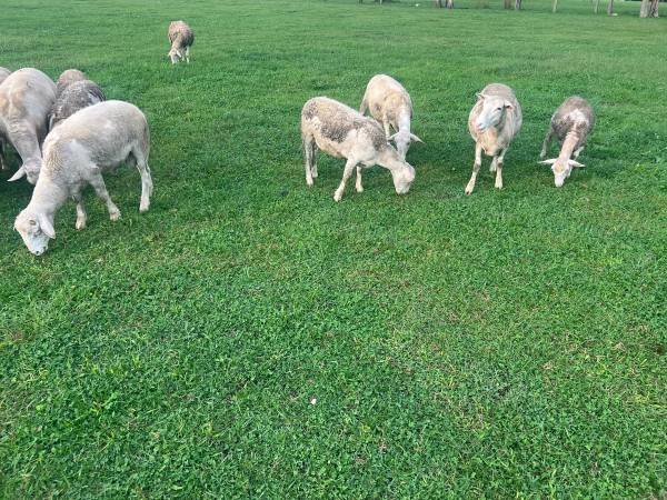 Sheep 1