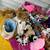 Lots of Stuffed Animals, Beanie Babies and Toys $1 2 thumbnail