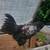 Easter Egger Rooster 4 thumbnail