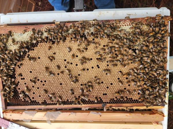 2026 overwintered local honey bee Nucs 1