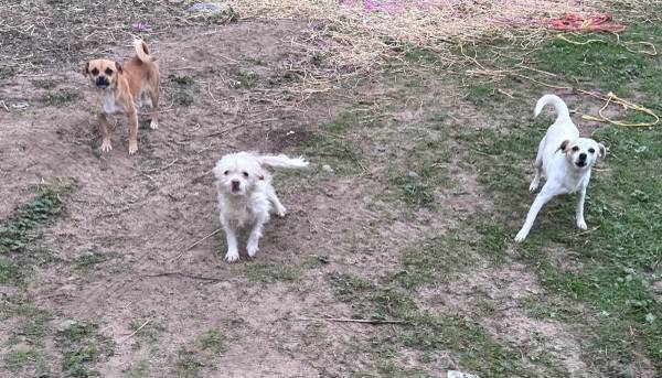 3 chihuahuas need home asap 1