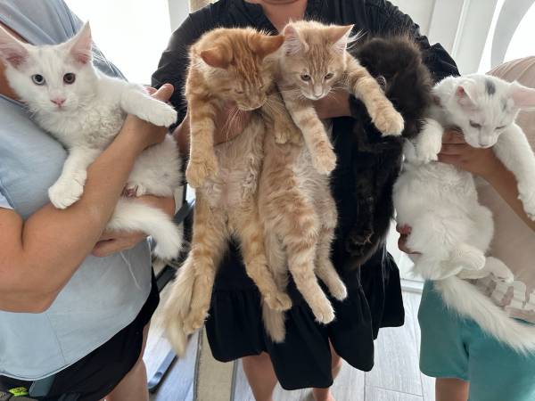 Cut-e-mai-ne-co-on-ki-tt-en-s 1