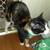 Free inside female cats 3 thumbnail