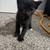 Rehoming kittens 3 thumbnail