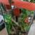 Geckos 1 thumbnail