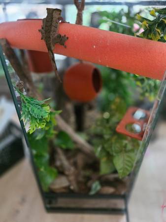 Geckos 1