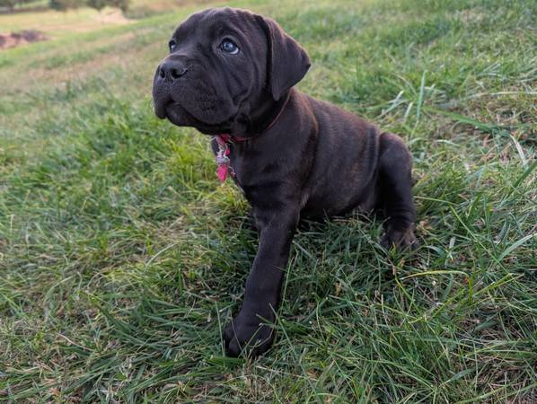 Cane Corso63840149581953123