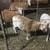 Katahdin sheep for sale 3 thumbnail