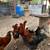 Roosters 2 thumbnail