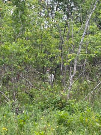 $16,500 Cheboygan Corner Lot - Private yet right in town! (Cheboygan)64037895470723120