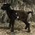 Goats 21 thumbnail